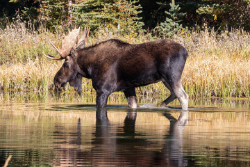 Bull Moose in a Pond in Wyoming in Autumn