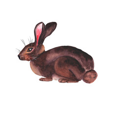 Watercolor sitting hare isolated on white background. Easter bunny rabbit hand drawn illustration.