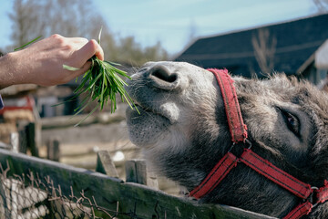 A pony eating grass with its teeth. An animal behind the farm, a donkey and a horse in the...