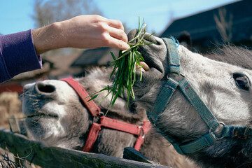 A pony eating grass with its teeth. An animal behind the farm, a donkey and a horse in the countryside © MushroomsArtTwo