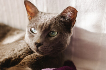 Cat inside house