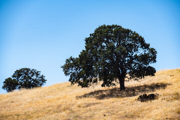Oak trees on grassy hill side in Eastern Washington State, USA