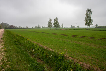 agricultural field with birch trees in overcast cloudy spring day