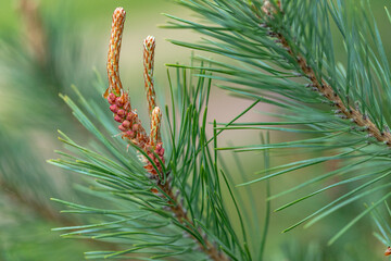 Conifer cones. Scots or scotch pine Pinus sylvestris young male or female pollen flowers on a tree growing in evergreen coniferous forest. 