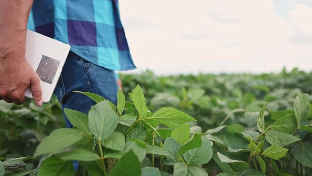 Agriculture soybean. a male farmer with a digital tablet walk in soybean plantation. farming business concept. farmer hand lifestyle with digital tablet close up walking in soybean field closeup