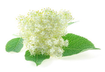 Inflorescence of elderberry isolated on a white background. Elderberry with flowers and green...