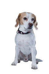 beagle isolated, png file
