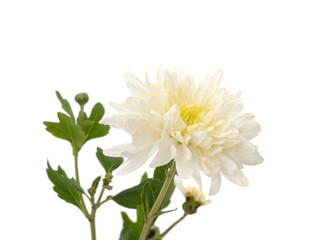 One white chrysanthemum.