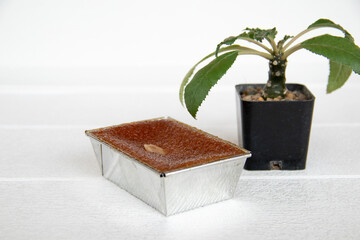 Thai dessert called Khanom Mo Kaeng, placed together with a small tree.