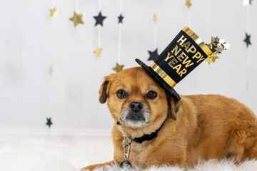 Cute dog wearing celebrating New Years with funny hat