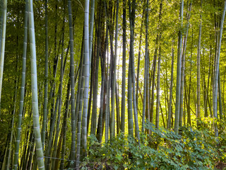 Fototapeta na wymiar bamboo arboriculture and stunning landscapes in the georgia region