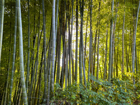 bamboo arboriculture and stunning landscapes in the georgia region