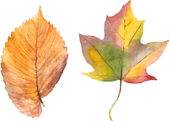 Watercolor autumn leaves isolated on white