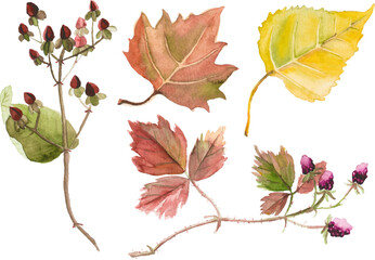 Watercolor autumn leaves isolated on white