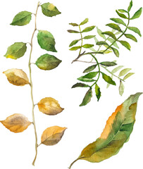 Watercolor autumn leaves isolated on white