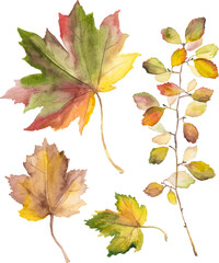 Watercolor autumn leaves isolated on white