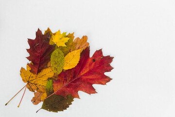 Autumn multi-coloured leaves on white background. Composition of yellow, green, red, orange autumn leaves. Space for text