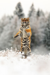 male Siberian tiger (Panthera tigris tigris) in the jump on the hind legs