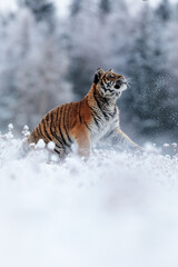 male Siberian tiger (Panthera tigris tigris) hunting something above himself