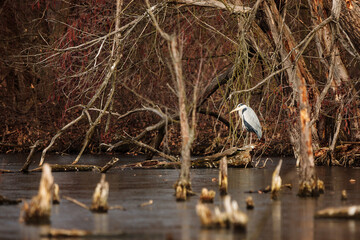 grey heron (Ardea cinerea) at the frozen pond