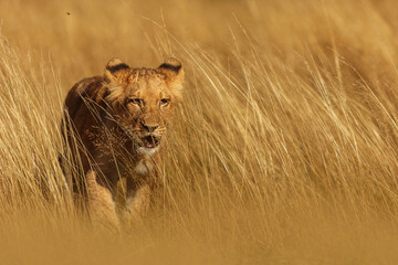 nice and cute young lioness (Panthera leo) in the yellow grass of the savannah - obrazy, fototapety, plakaty