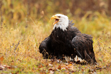 male bald eagle (Haliaeetus leucocephalus) screaming over their prey
