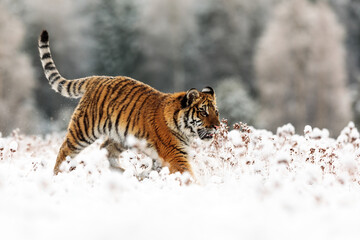 male Siberian tiger (Panthera tigris tigris) running through the snow