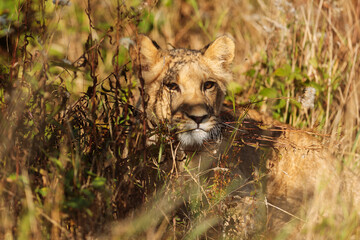 nice and cute young lioness (Panthera leo) in the shade of a bush in the midday sun