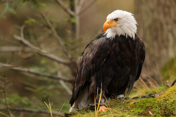male bald eagle (Haliaeetus leucocephalus) close up