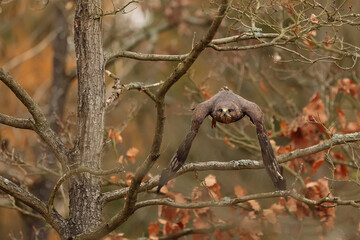 common buzzard (Buteo buteo) flew out of the forest in search of prey