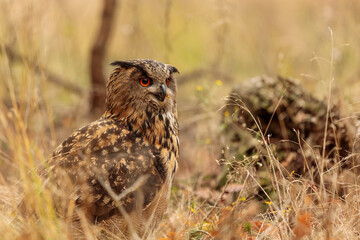 male Eurasian eagle-owl (Bubo bubo) in the wilderness of the forest