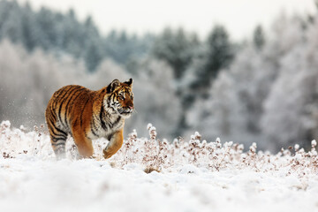 male Siberian tiger (Panthera tigris tigris) in a taiga filled with snow