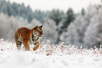 Zelfklevend Fotobehang male Siberian tiger (Panthera tigris tigris) in a taiga filled with snow © michal
