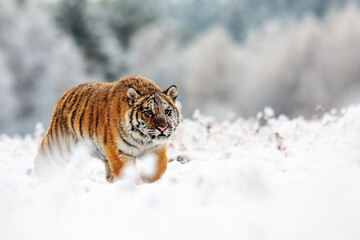 Fototapeta na wymiar male Siberian tiger (Panthera tigris tigris) walking through the snow in the taiga