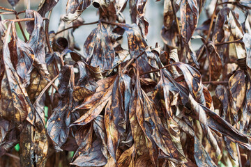 The leaves of a dried shrub