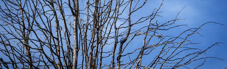 A dried-up tree in the forest