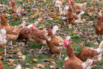 Organic chicken farm with free running chicken and free range hens farming shows healthy livestock and chicken breeding with happy animals in species-appropriate husbandry for high quality meat eating