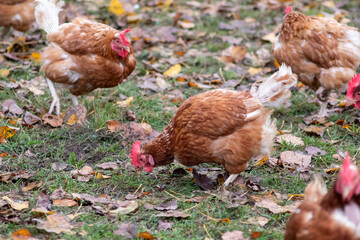 Organic chicken farm with free running chicken and free range hens farming shows healthy livestock and chicken breeding with happy animals in species-appropriate husbandry for high quality meat eating