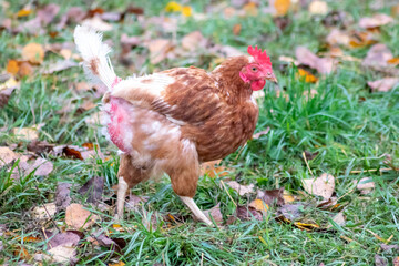 Free range chicken on organic farm were mistreated in stock breeding and are sick with diseases and loose feathers after scratches and fights in the chicken hen house no species-appropriate husbandry
