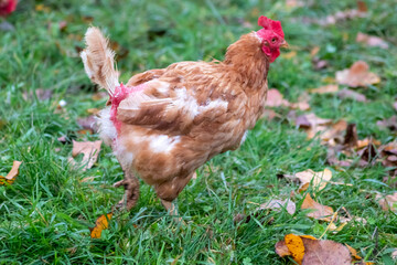 Free range chicken on organic farm were mistreated in stock breeding and are sick with diseases and loose feathers after scratches and fights in the chicken hen house no species-appropriate husbandry