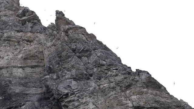little auk courtship close view, Svalbard
North pole little auk wildlife, Svalbard, 2022
