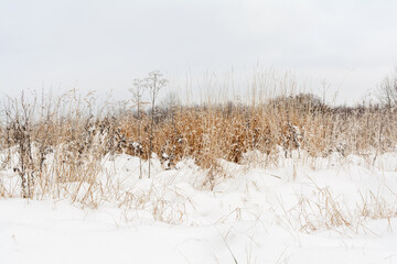 First snow on a field with dry tall grass. Winter nature bckground with overcast sky