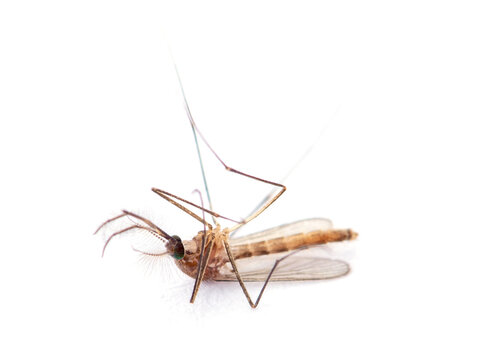 Dead Mosquito isolated on white background