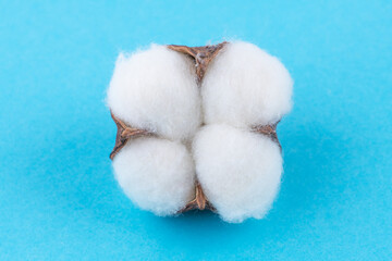 Cotton flowers on color background