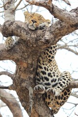 Vertical shot of the leopard (Panthera pardus) on the tree. Kruger National Park, Africa - obrazy, fototapety, plakaty