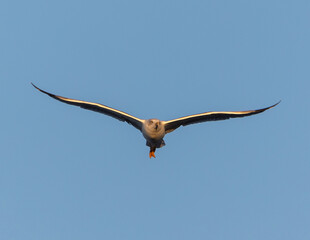 Waves in the Cantabrian sea shooting at slow speed!