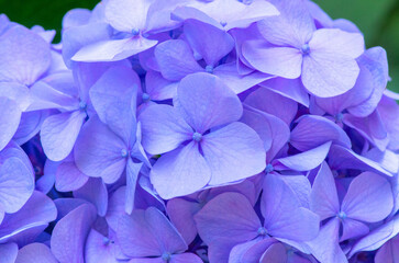 Pink Hydrangea background. Hortensia flowers surface.