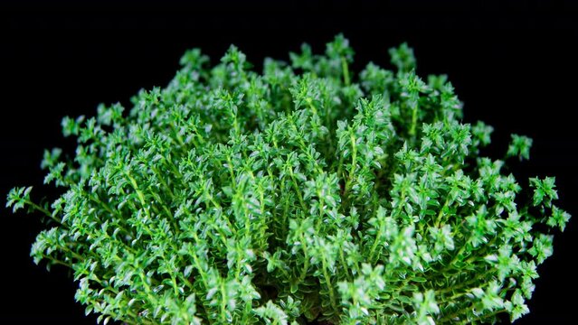 Hebe Green Globe Leaves Growing and Moving in Time Lapse. Perfect Plant Background. Time lapse of Sprouting Plant Leaves Isolated on Black. Moss-Coloured Evergreen Bush or Shrub