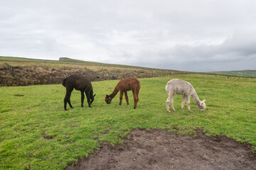 Brown black and white alpaca on the grass, Ireland