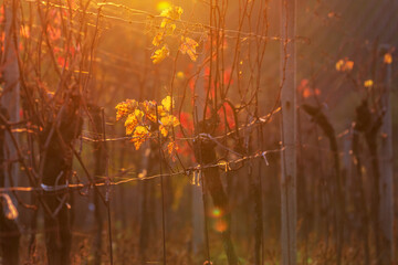 Colorful autumn landscape in the vineyard at sunset.